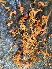 Cytospora chrysosperma