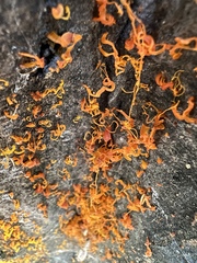 Cytospora chrysosperma