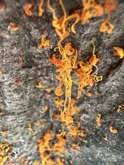 Cytospora chrysosperma