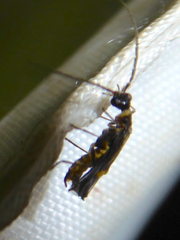 Malthodes marginatus