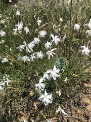 Dianthus serotinus
