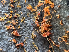 Cytospora chrysosperma