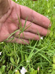 Eragrostis hypnoides
