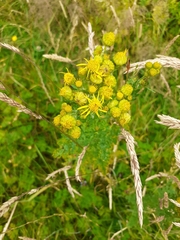 Jacobaea vulgaris
