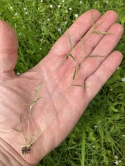 Eragrostis hypnoides