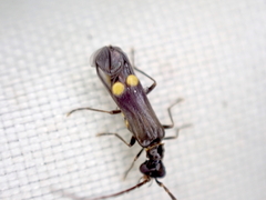 Malthodes marginatus