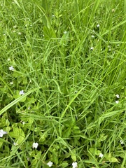 Eragrostis hypnoides