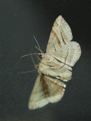 Chiasmia furcata