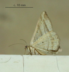 Chiasmia furcata