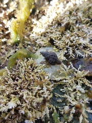 Paciocinebrina interfossa