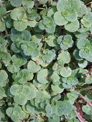Chrysosplenium oppositifolium