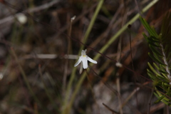Utricularia kamienskii