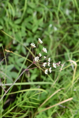 Cicuta virosa