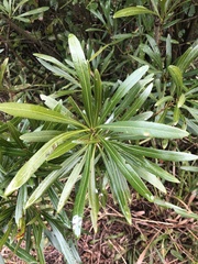 Pouteria salicifolia