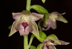 Epipactis leptochila neglecta