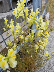 Linaria vulgaris