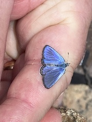 Euphilotes ancilla
