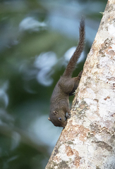 Microsciurus flaviventer
