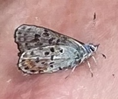 Euphilotes ancilla