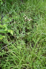 Cicuta virosa