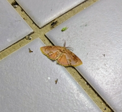 Chrysocraspeda plumbeofusa