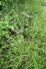 Cicuta virosa