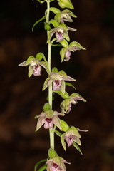 Epipactis leptochila neglecta