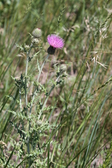 Cirsium flodmanii