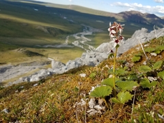 Boykinia richardsonii