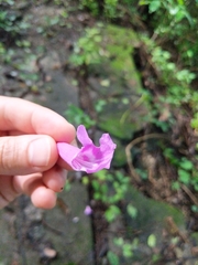 Bignonia diversifolia