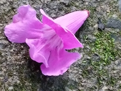 Bignonia diversifolia