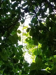 Bignonia diversifolia
