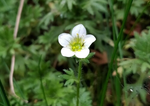 Saxifraga rosacea Moench