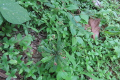 Biophytum sensitivum