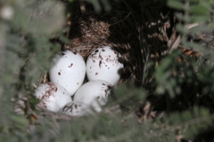 Chondestes grammacus