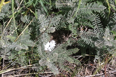 Chondestes grammacus