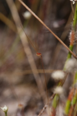 Utricularia capilliflora