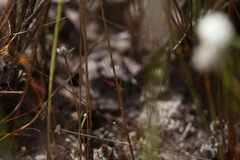 Utricularia capilliflora