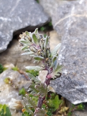 Artemisia genipi
