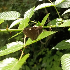 Notocrypta curvifascia