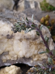 Artemisia genipi
