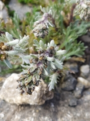 Artemisia genipi