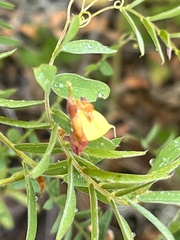 Vicia cassubica