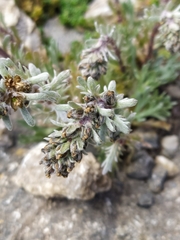 Artemisia genipi