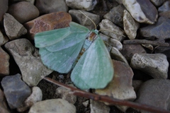 Geometra papilionaria