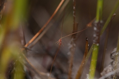 Utricularia capilliflora