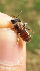 Andrena variabilis