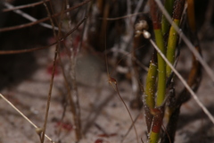 Utricularia capilliflora