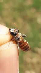 Andrena variabilis