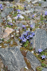 Campanula cenisia
